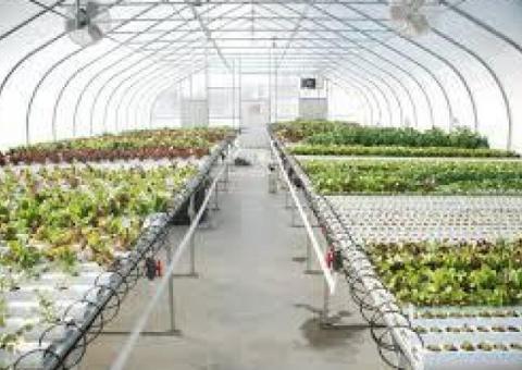 Bureau d’études en agriculture moderne : hydroponie, fermes verticales et serres automatisées